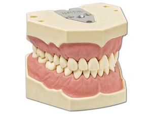 Dentalhygiene-Modell AG-3 H Modell