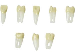 Endo-Modellzahn mit Schraube ANA-4 ZPURN Zahn 46