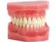 Ortho Technology Typodonten zur Demonstration Typodont Einfach, Zahnoberfläche beklebbar, Idealverzahnung