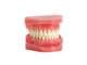 Ortho Technology Typodonten zur Demonstration Typodont Einfach, Zahnoberfläche beklebbar, Klasse III Dysgnathie